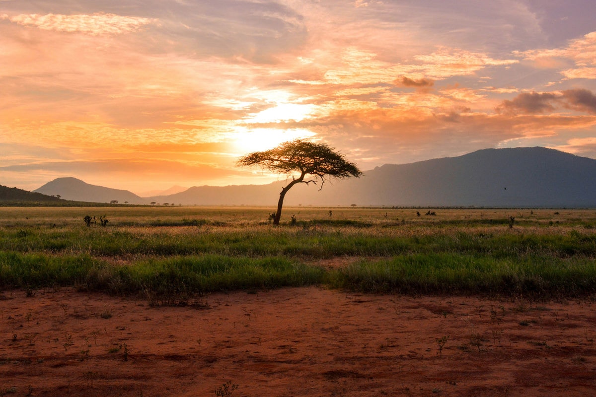 Eenzame acacia bij zonsondergang in de savanne