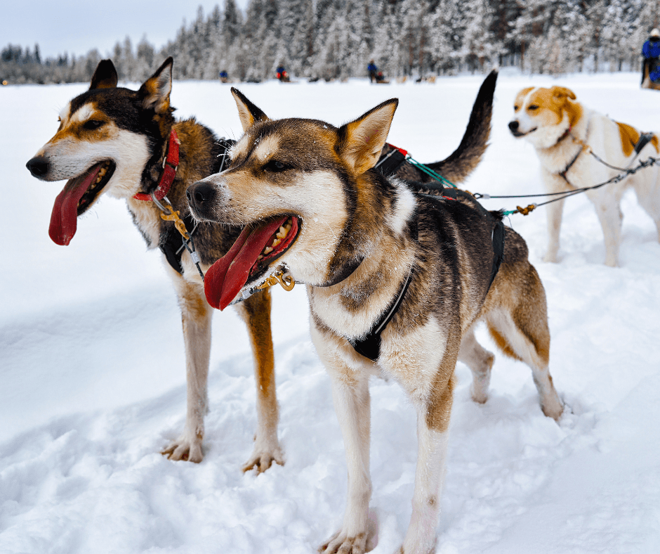 Husky-span in de sneeuw