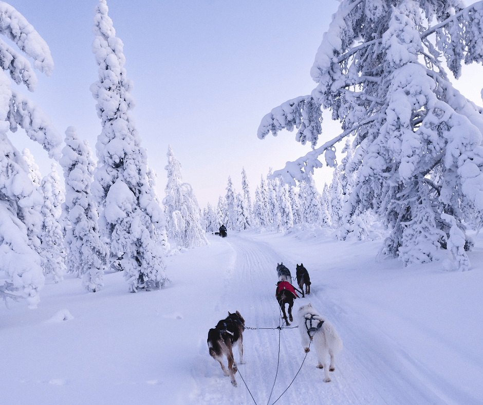 Huskyslee-tocht door besneeuwde dennen