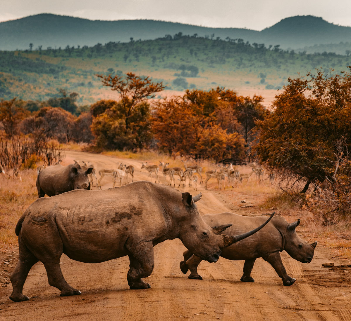 Twee neushoorns op een safaripad in Kruger National Park